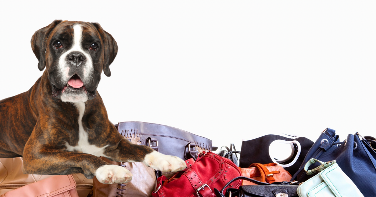 Campaign cover image for Bark & Bid on Bags
