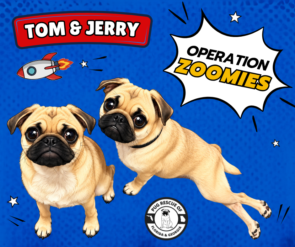 Campaign cover image for Operation Zoomies: Keep Tom Running. Help Jerry Run Again.