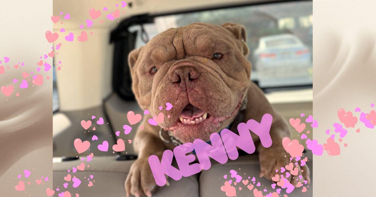 Campaign cover for 💜 Save Kenny: A 2-Year-Old Bulldog Fighting for His Life💜