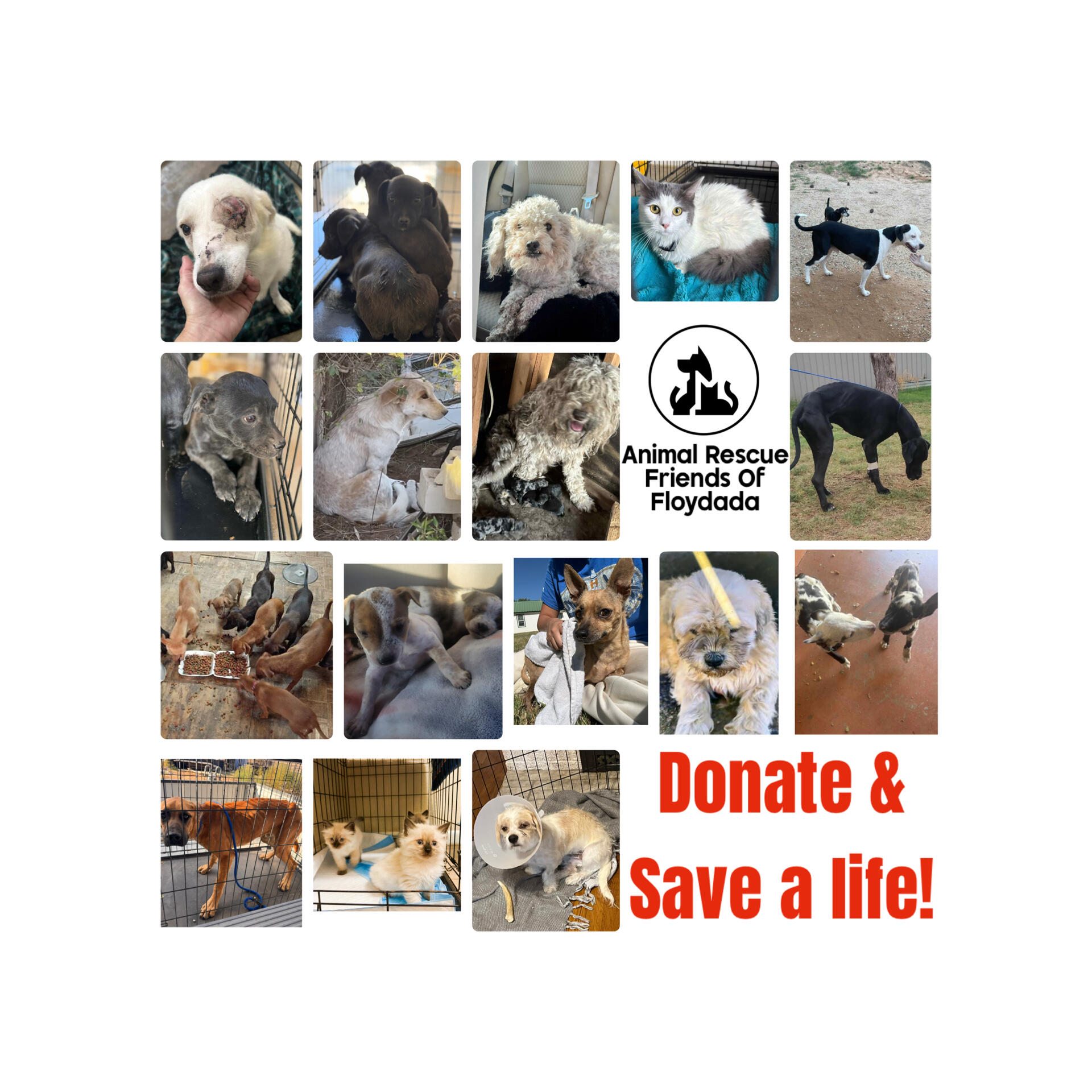 Campaign cover image for Animal Rescue Friends Of Floydada 2025 Annual End of Year Fundraiser