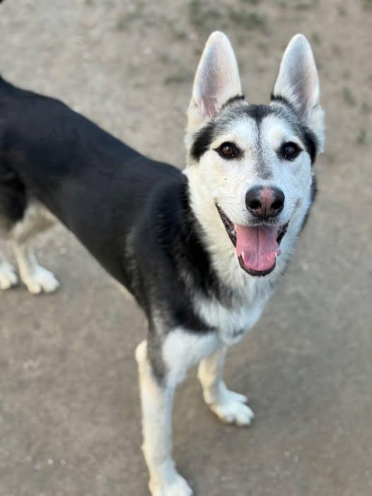 Campaign cover image for 🐺FLASH #A1907962 IS SAFE WITH WOOF TRIBE 🐺