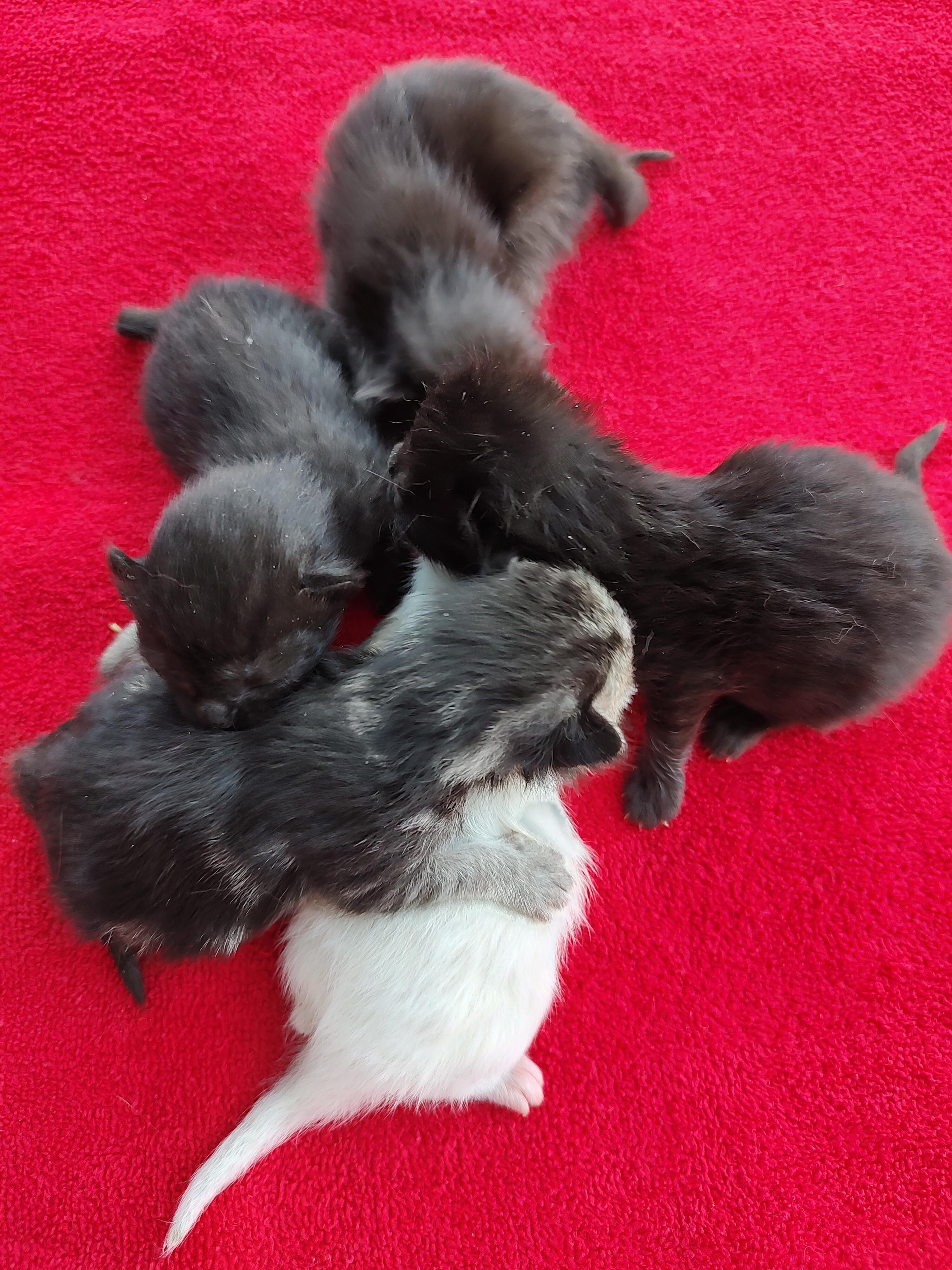 Campaign cover image for Ebony's Care (Update)