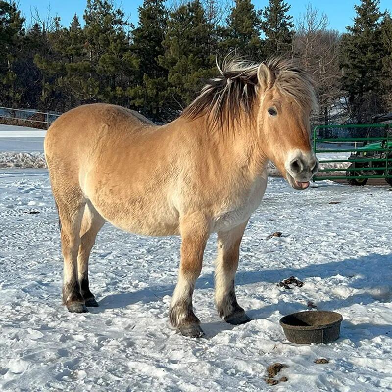 Campaign cover image for Ole Horse Sponsorship