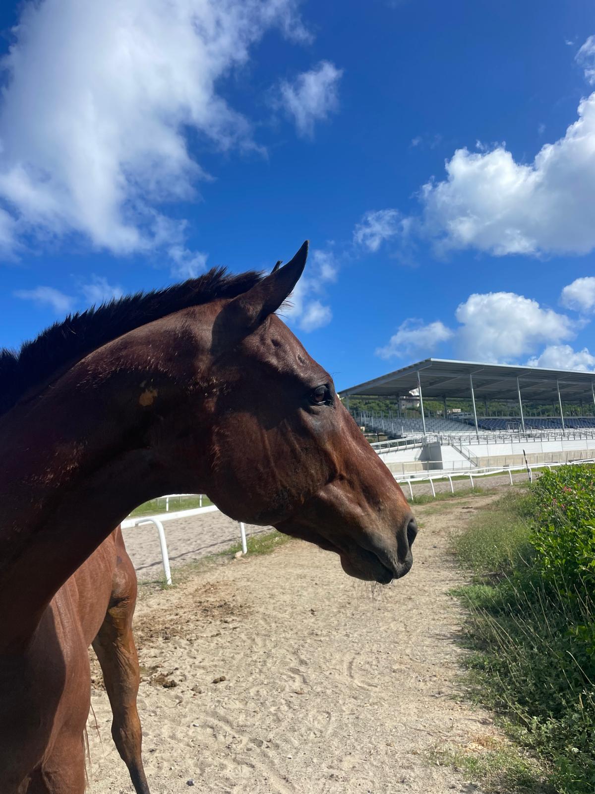 Campaign cover image for Virgin Islands Aftercare Fund