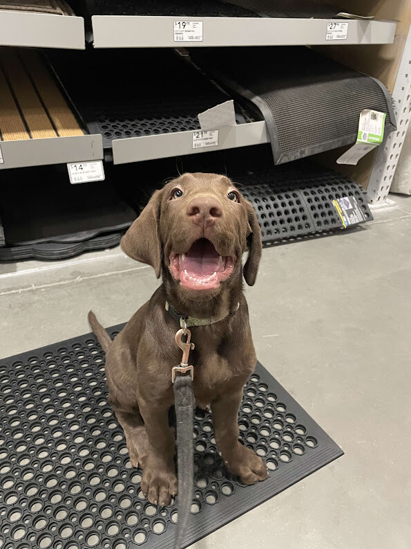 Campaign cover image for Tippy2.0 Fundraiser: Loki