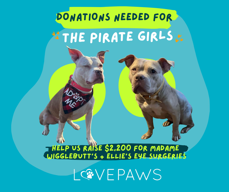 Campaign cover image for "Pirate Girls" Medical Fundraiser