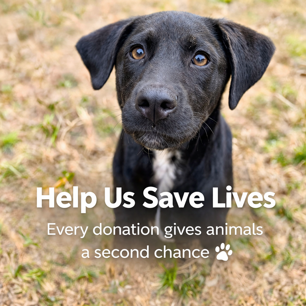 Campaign cover for Donate 2026