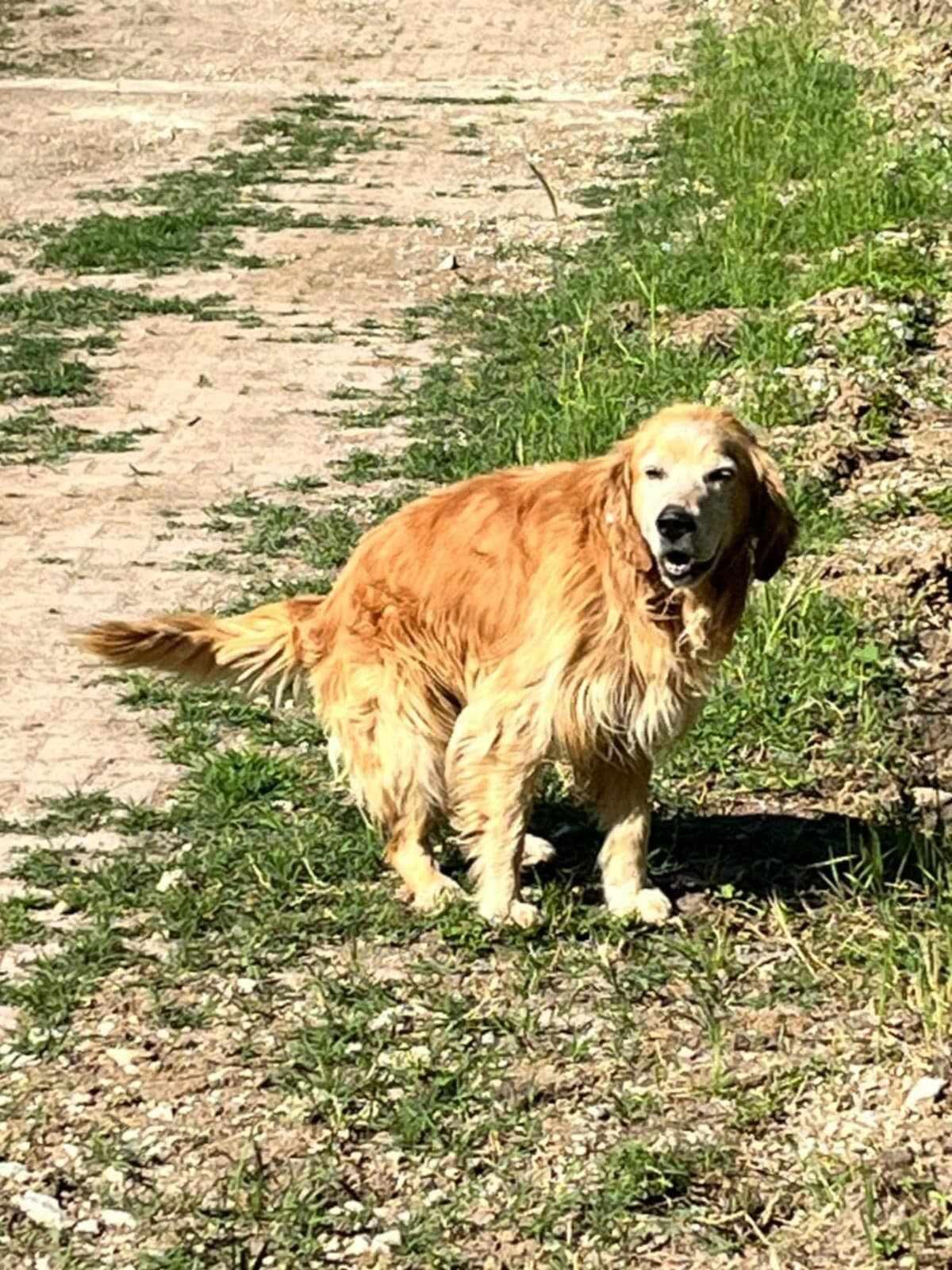 Campaign cover image for Stray dog seeking comfort