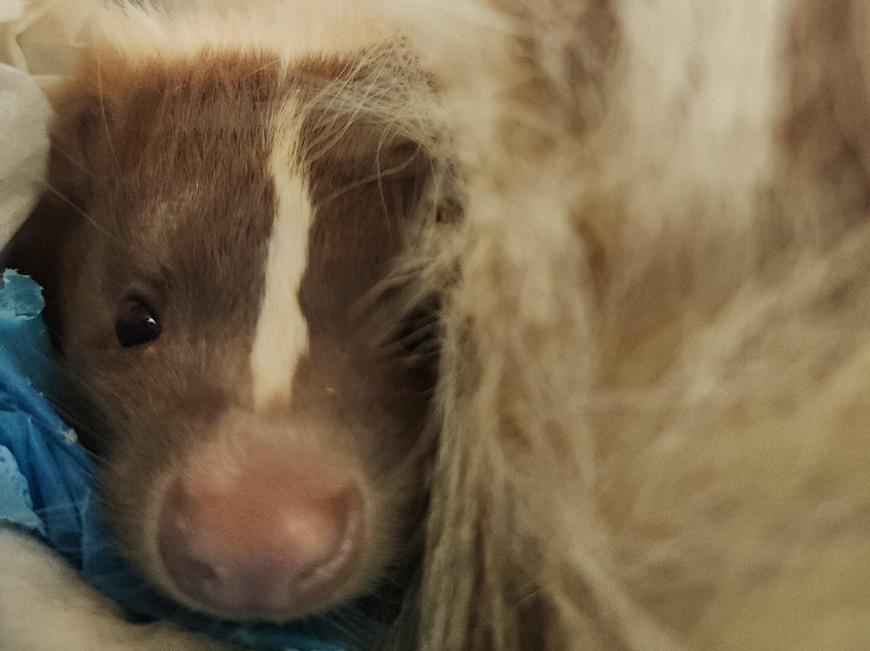 Campaign cover image for Skunk City