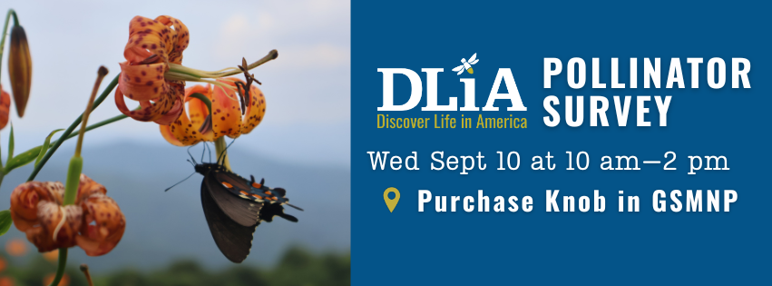 Campaign cover image for Pollinator Survey at Purchase Knob