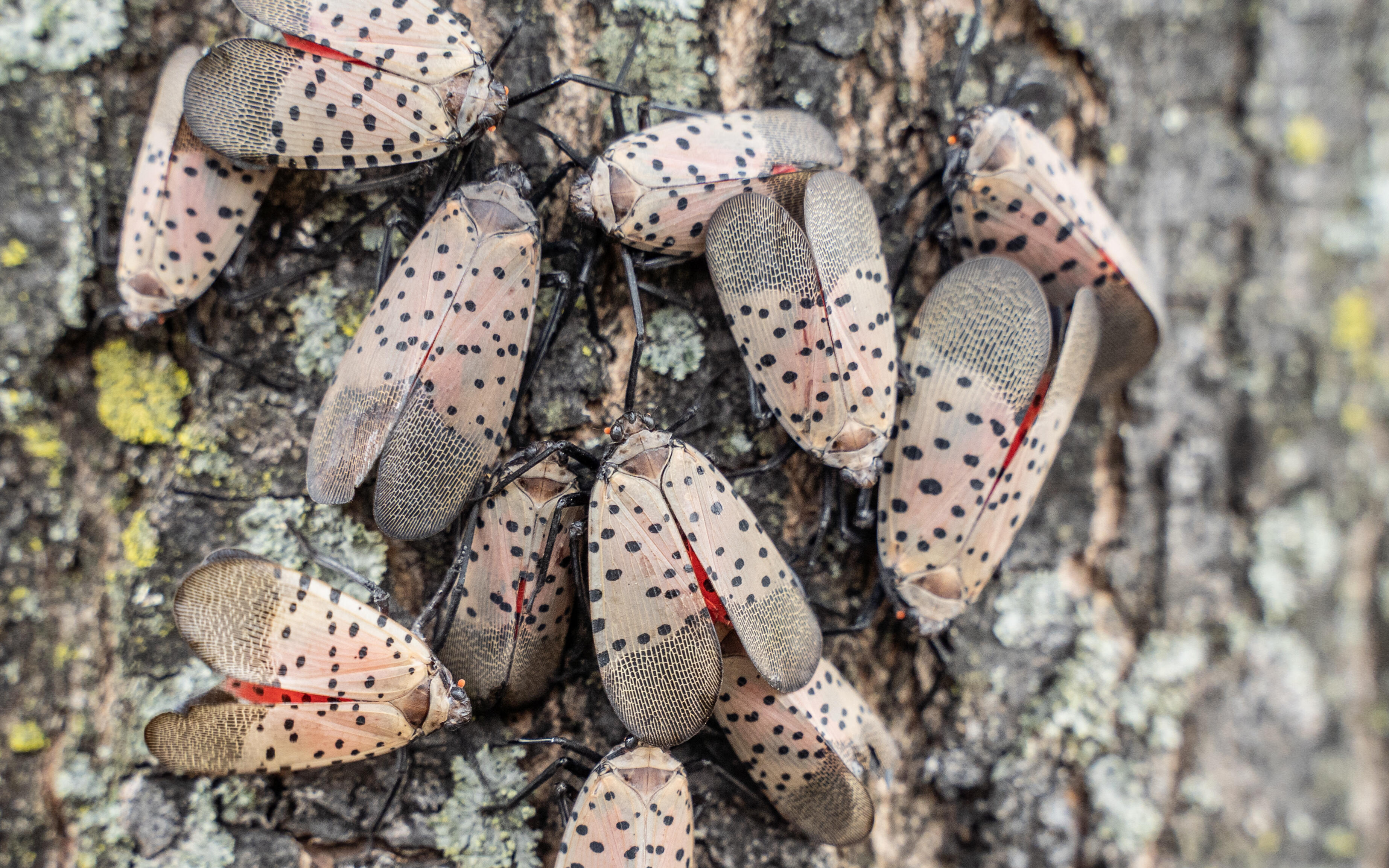 Campaign cover image for Spotted Lanternfly ID and Trapping