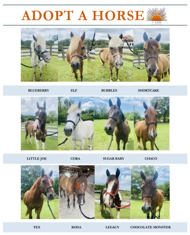 Campaign cover image for Horse Adoption