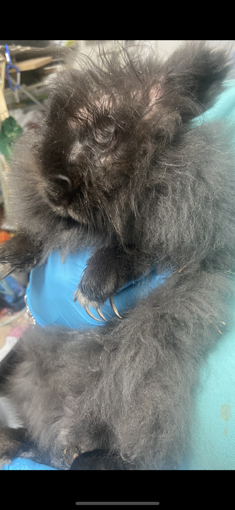 Campaign cover image for Lola & friends giving Tuesday rescued bunny campaign