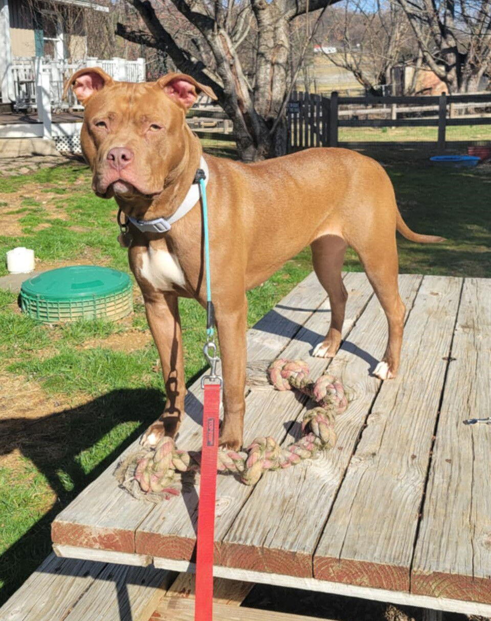 Campaign cover image for 2025 LOVEPAWS Giving Tuesday/End of Year Giving