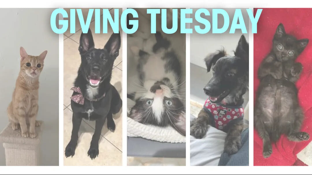 Campaign cover image for Giving Tuesday