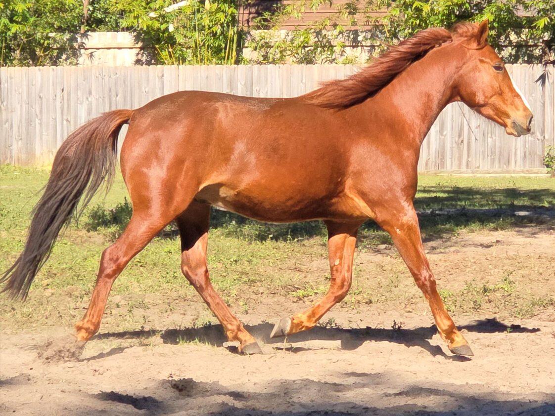 Campaign cover image for Kopper’s Journey: Healing Takes Time—And Heart ❤️