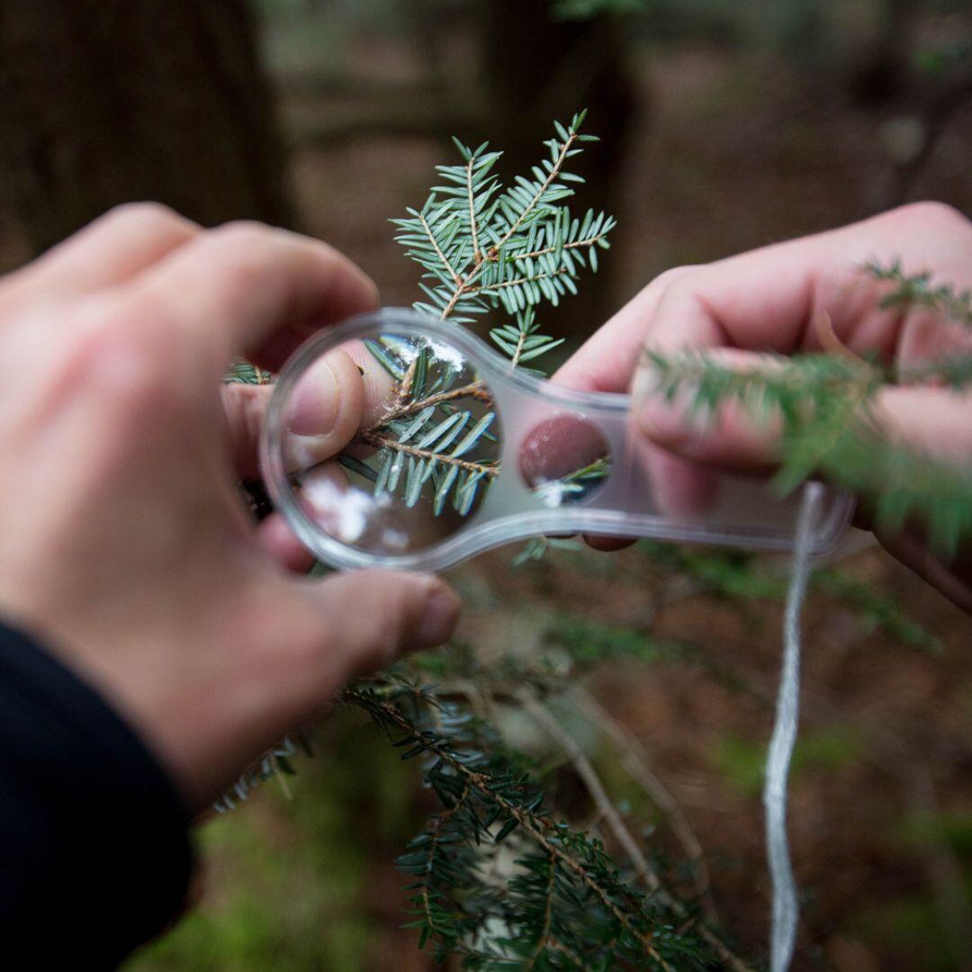Campaign cover image for Know Your Invaders: Fighting Forest Pests & Invasive Plants in the Catskills