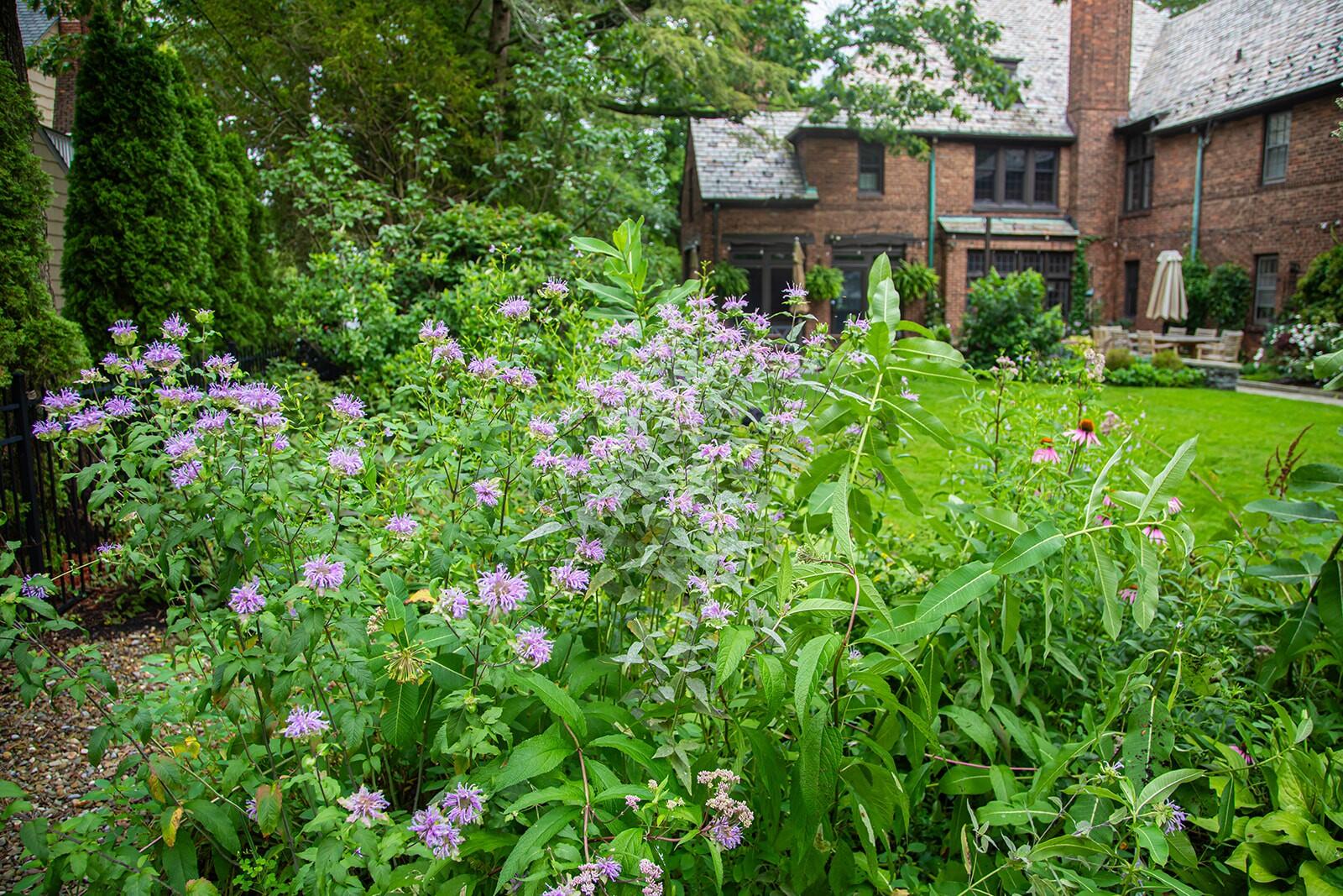 Campaign cover image for Bringing Nature Home: Getting Started with Native Planting