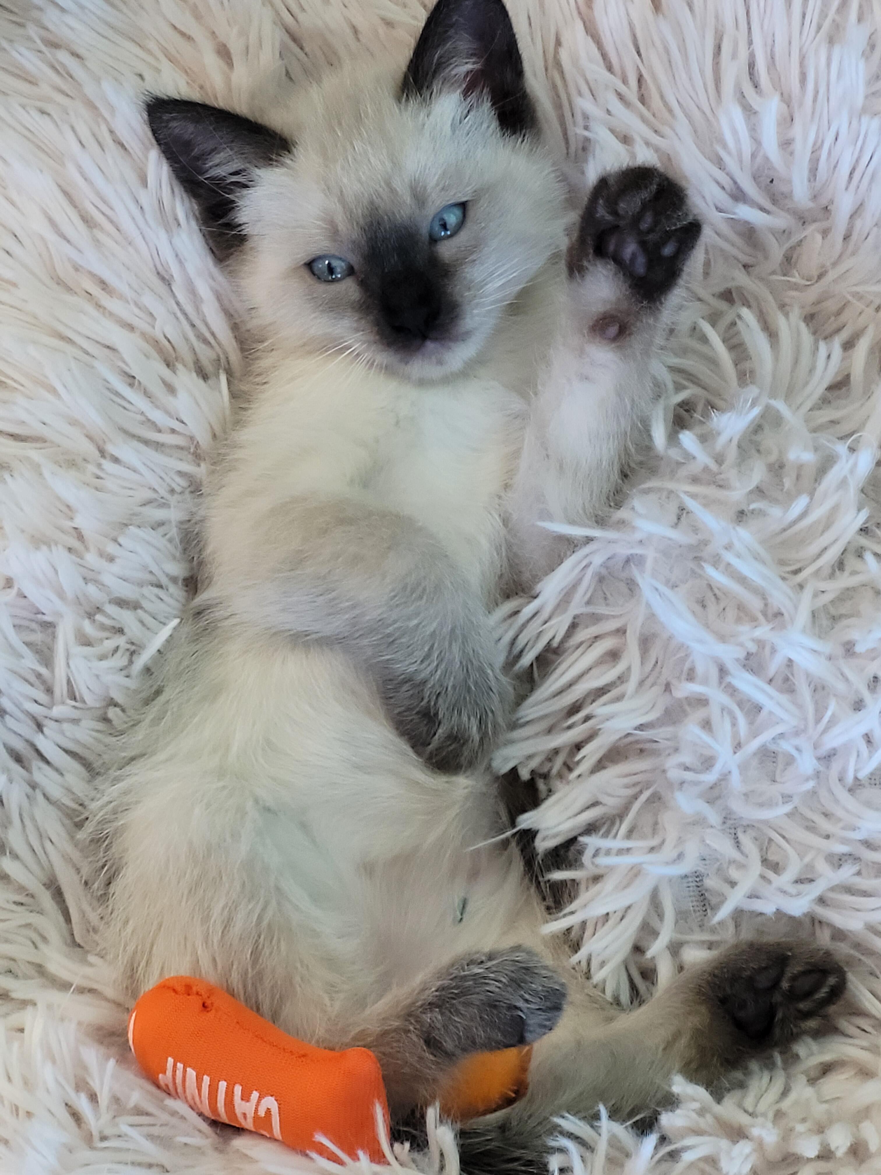 Campaign cover image for Rocky Mountain Feline Rescue -Music Video Bingo with Fiction Beer Co.!