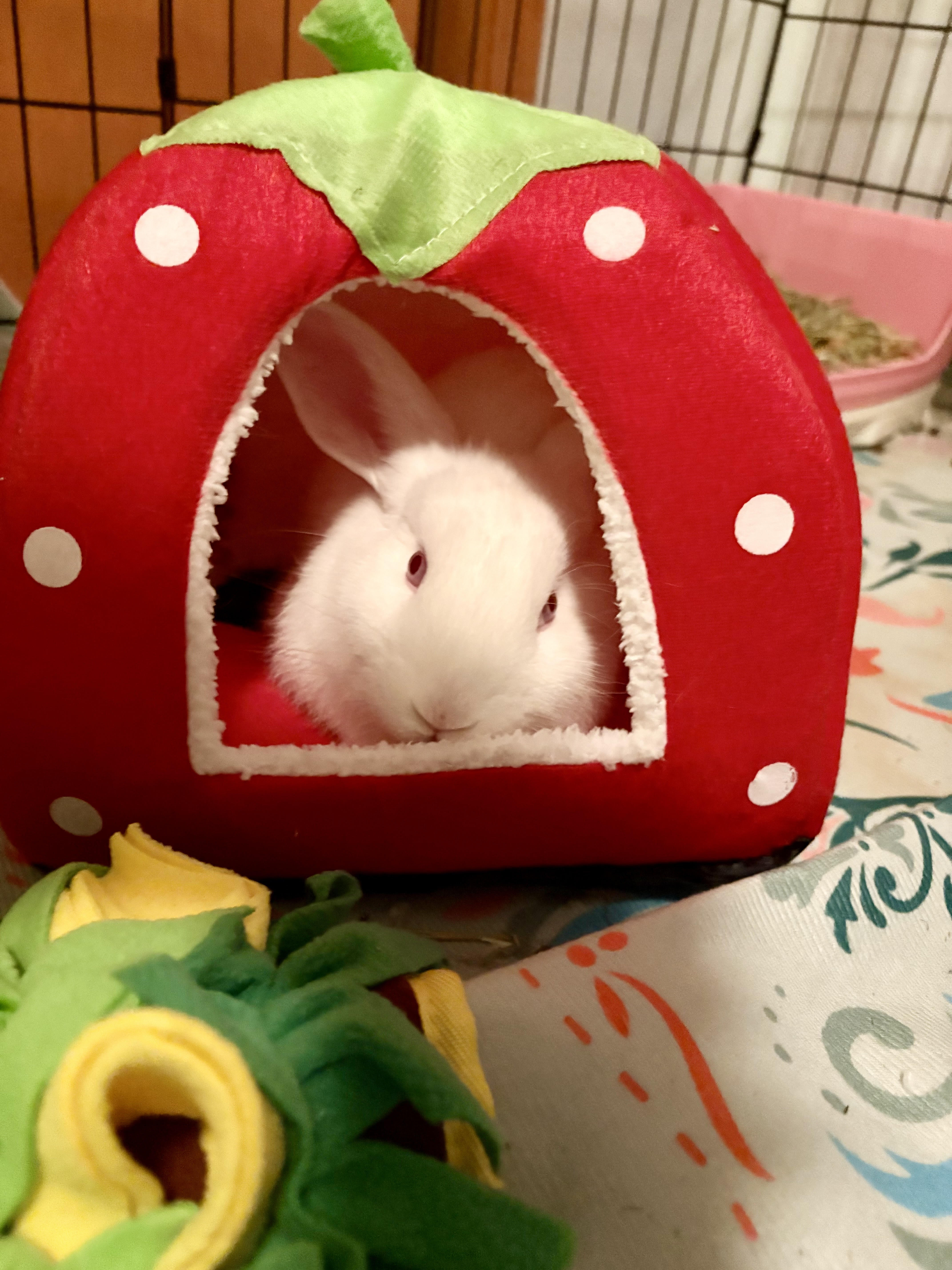 Campaign cover for Sponsor Lumos the Little Bunny