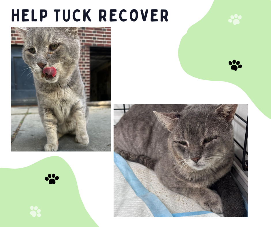 Campaign cover image for Help Tuck Heal – $477 Needed