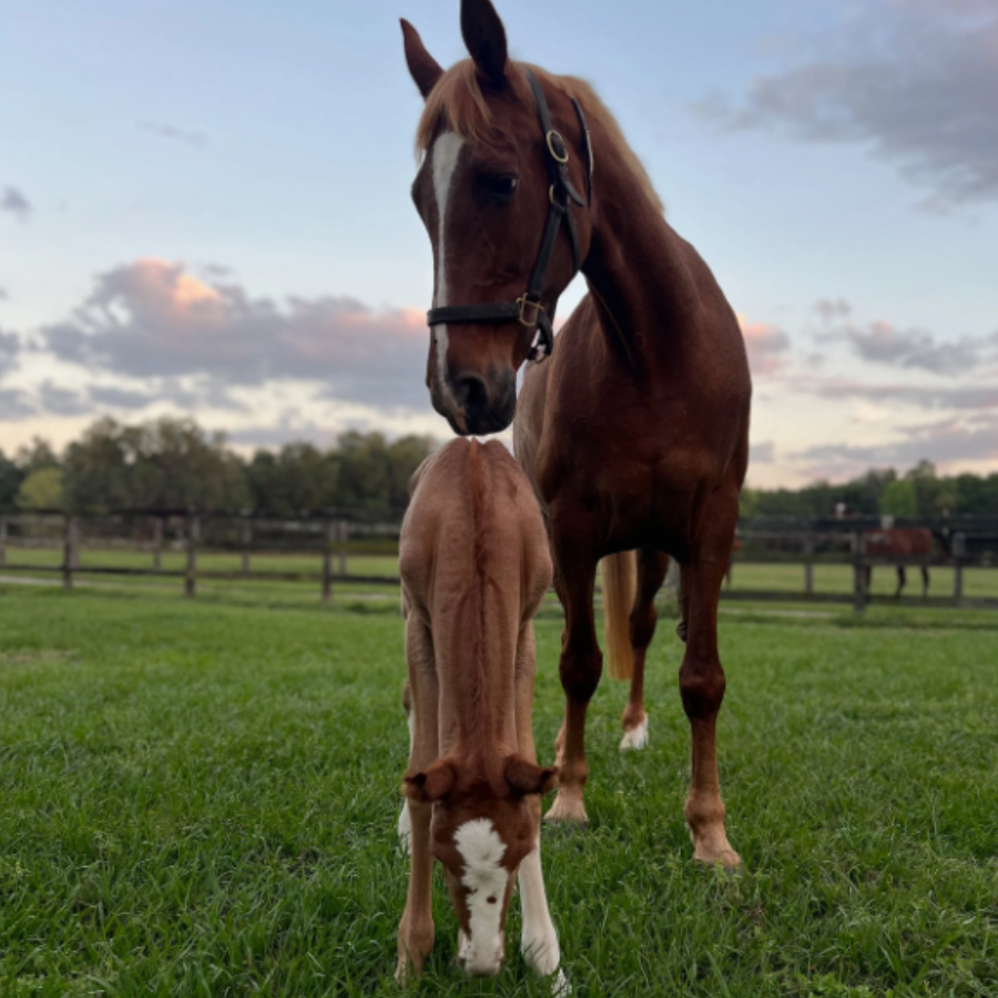 Campaign cover image for Sponsor Tinkerbell