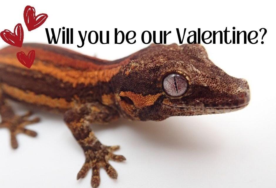 Campaign cover image for Will you be our valentine?