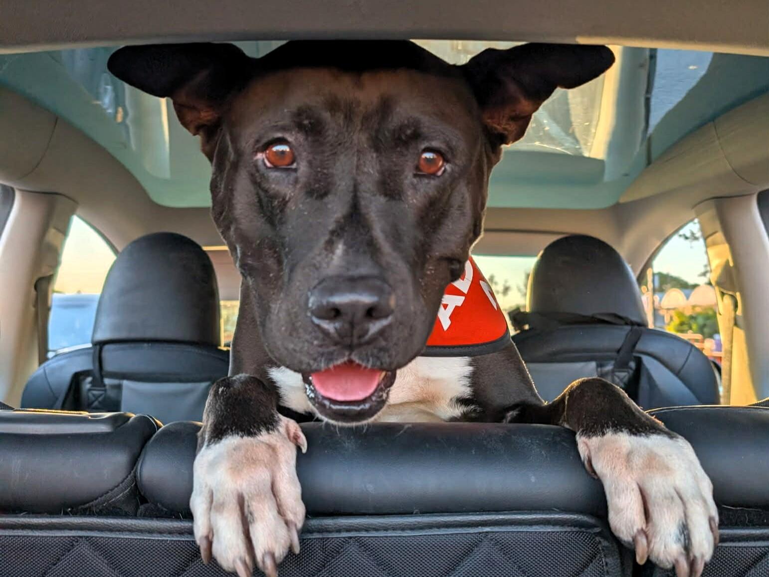 Campaign cover image for Double your impact for dogs in our care.