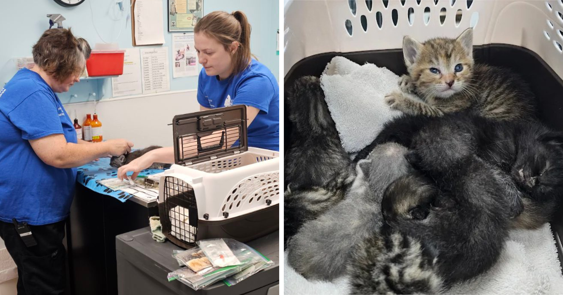 Campaign cover image for One Call, 40 Cats, and an Urgent Plea for Help