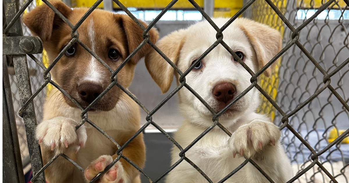 Campaign cover image for 6th Annual Kennel Lock In