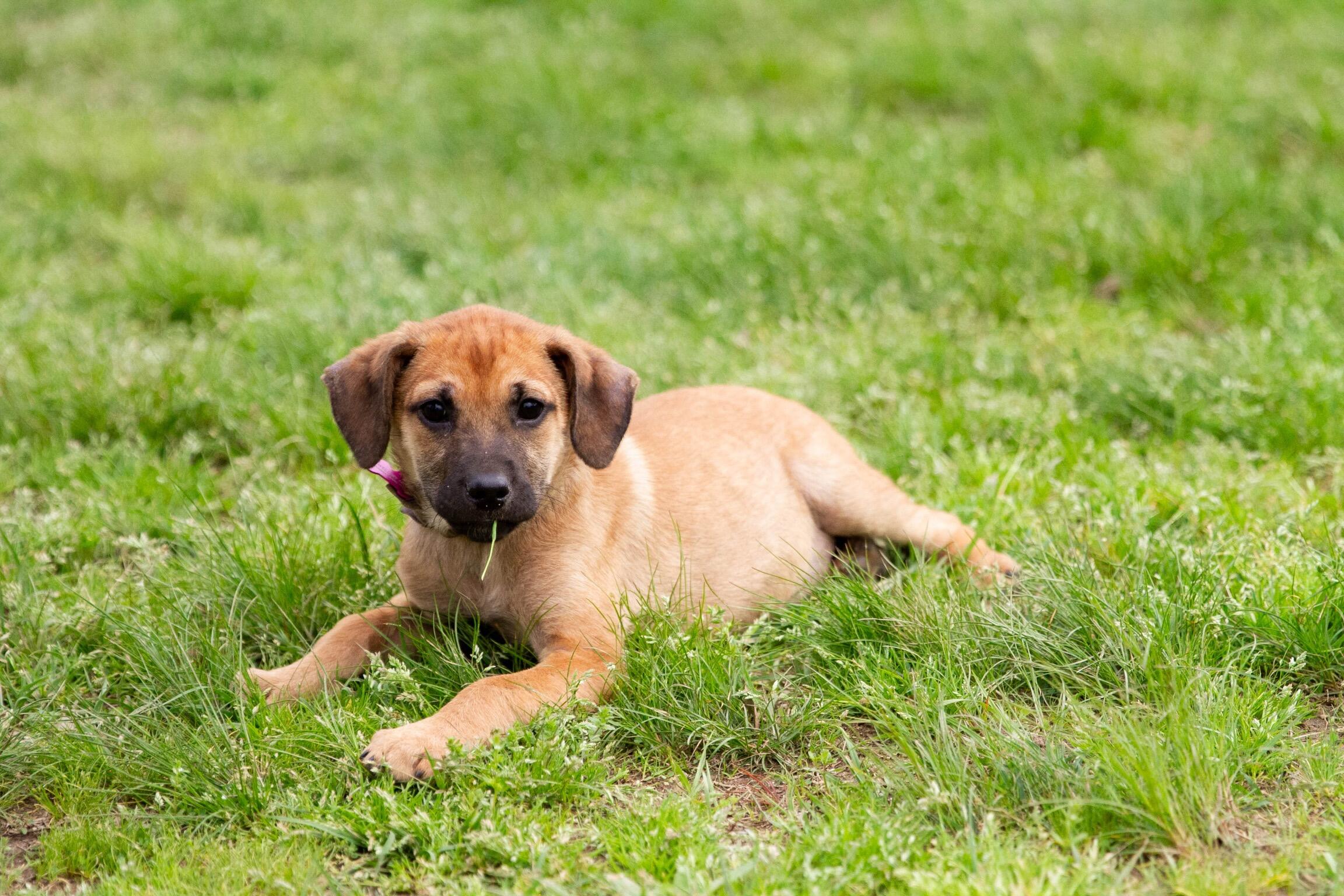 Campaign cover image for Support Wellery Animal Sanctuary