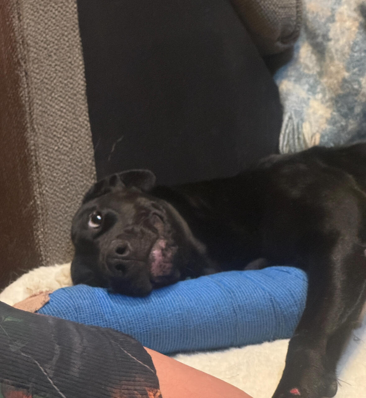 Campaign cover image for Destiny's Surgury Fund