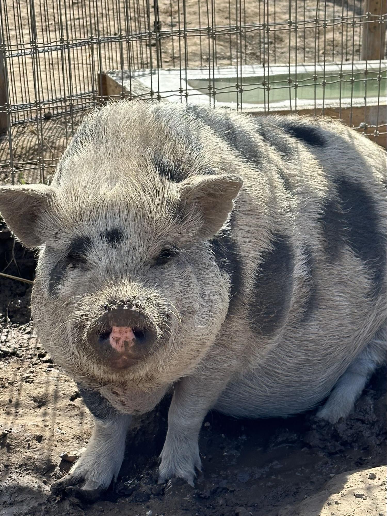 Campaign cover image for "Adopt" Sweet Pea the Potbellied Pig
