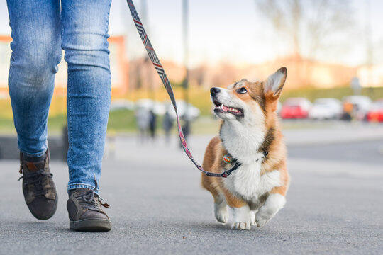 Campaign cover image for Let's Walk! Simplifying Loose Leash Walking