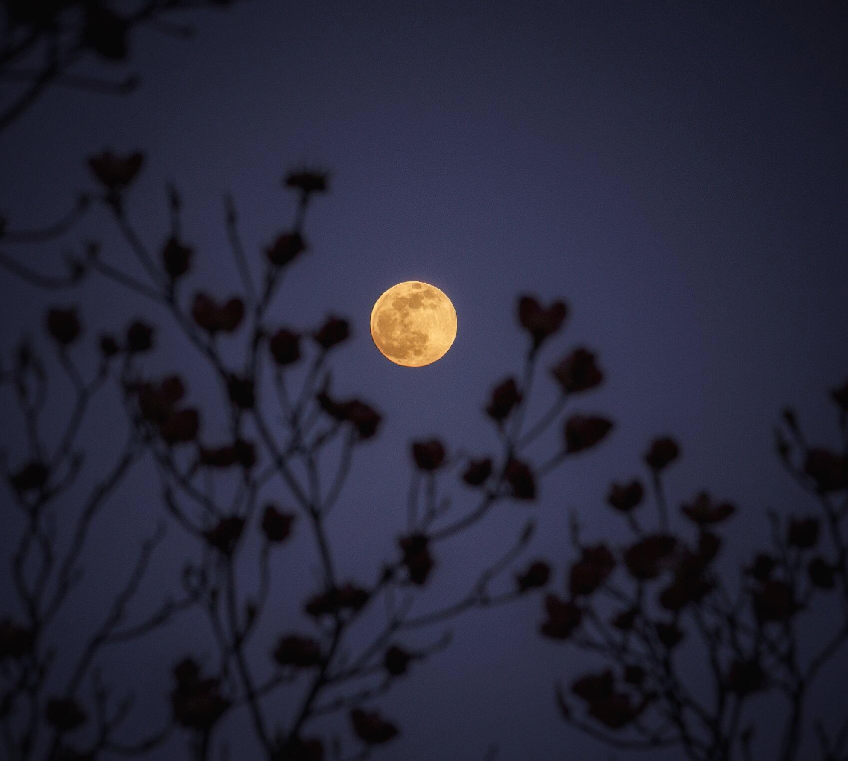 Campaign cover image for Full Moon Family Night