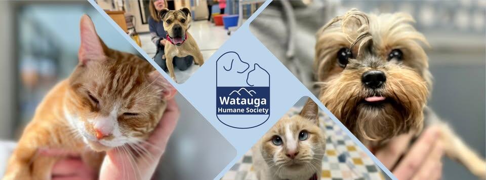 Campaign cover image for Make Their Tails Wag—Give Today