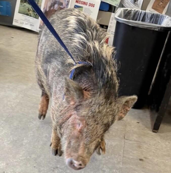 Campaign cover for 🚨 URGENT: SHENZI NEEDS US NOW 🚨