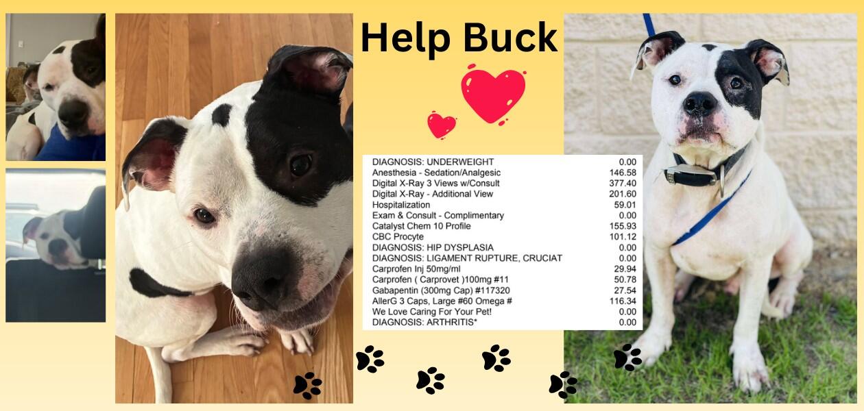 Campaign cover image for Meet Buck – A Sweet Boy from Georgia