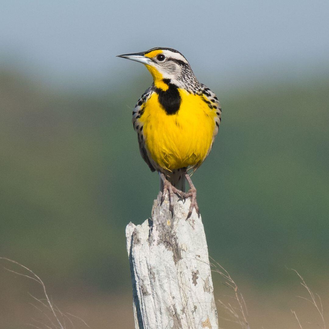 Campaign cover image for July Birding Walk