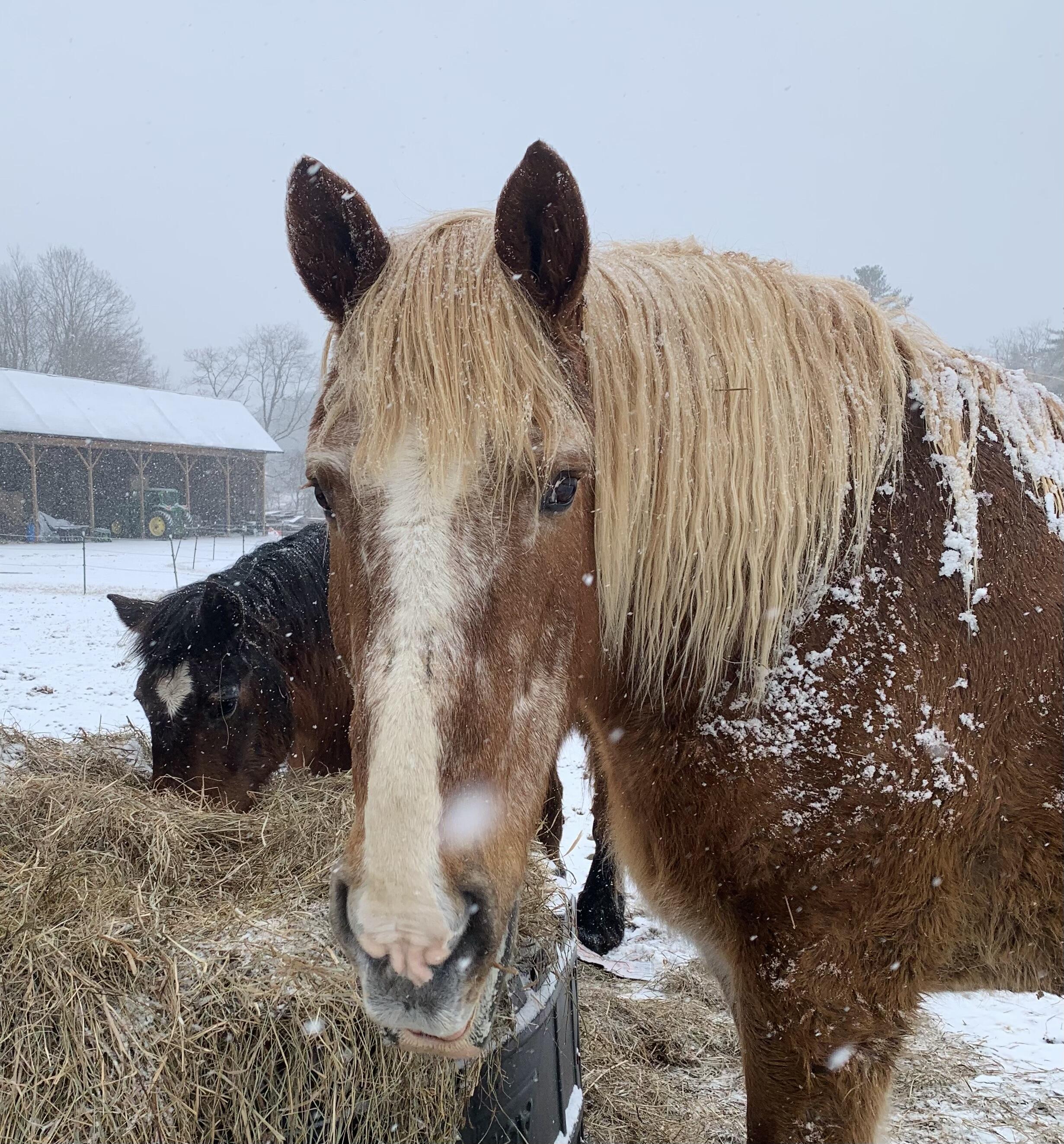 Campaign cover image for 2025's Last Chance to Keep the Big Guys Comfy