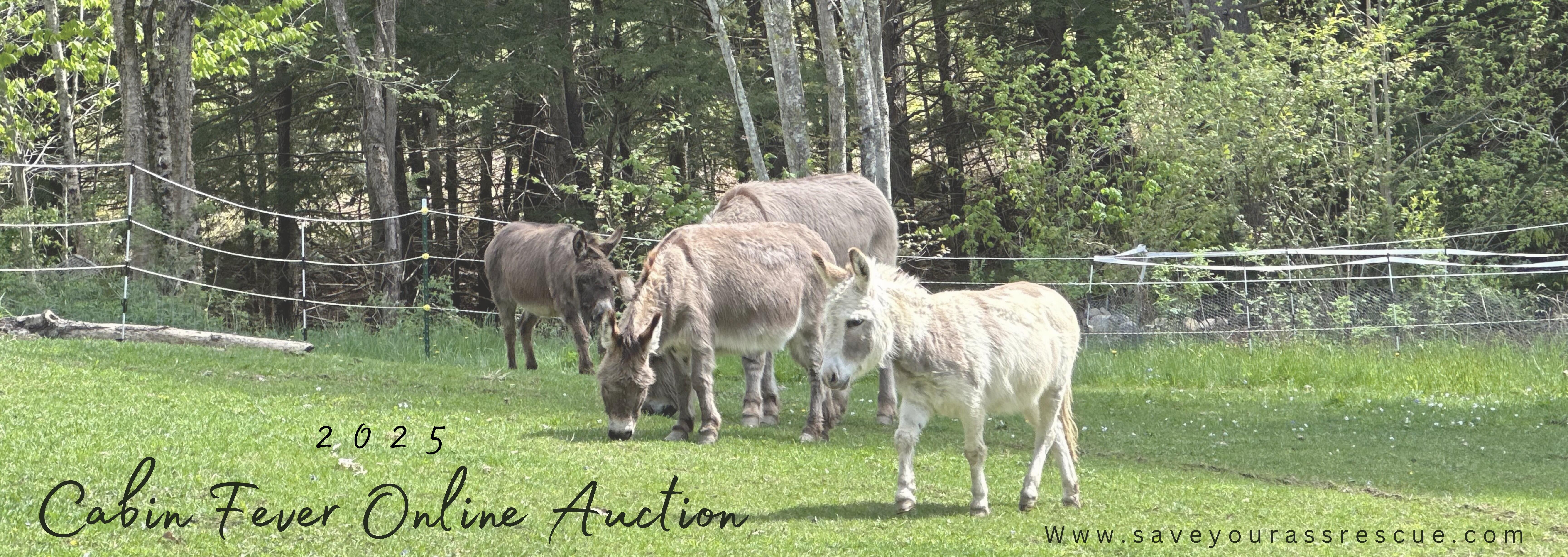 Campaign cover image for 2025 SYA Cabin Fever Online Auction