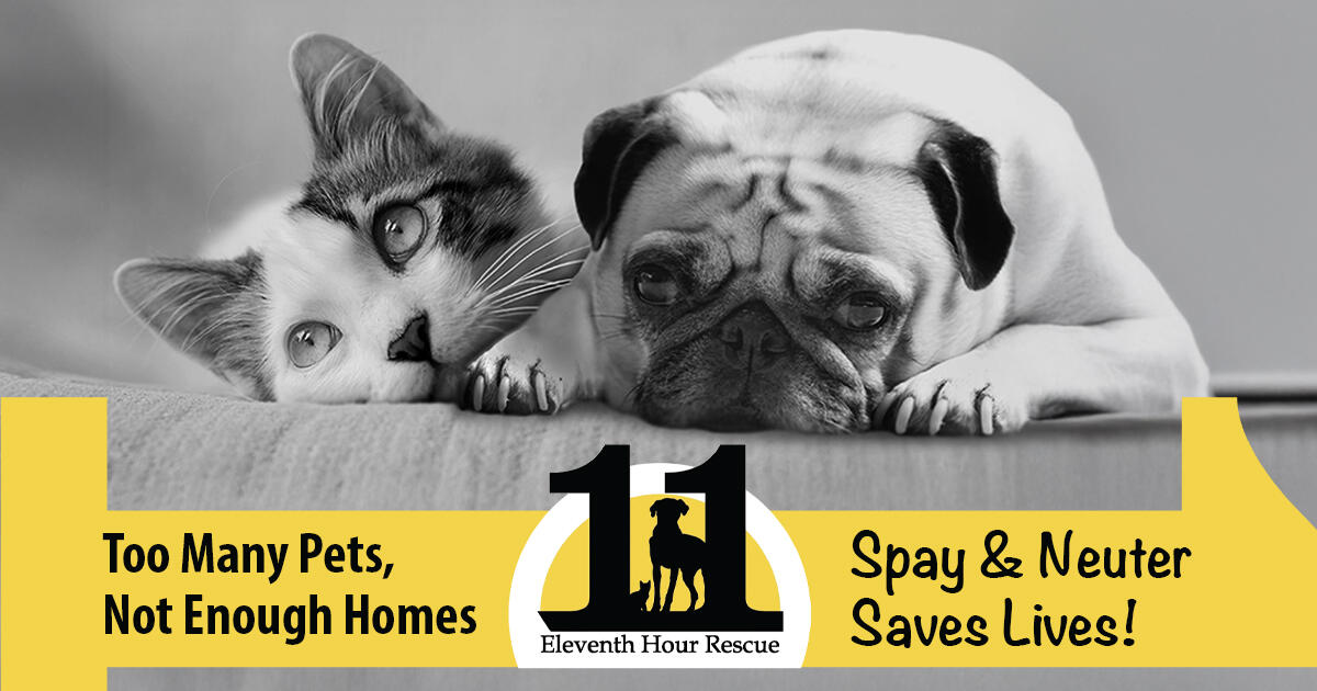 Campaign cover image for Spay & Neuter Saves Lives