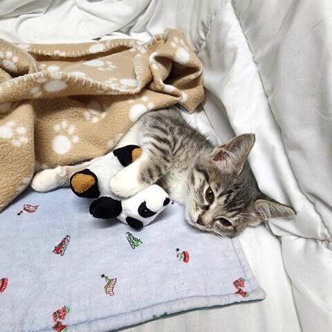 Campaign cover image for Litter, Love & Light Bills at Topeka Cat Cafe