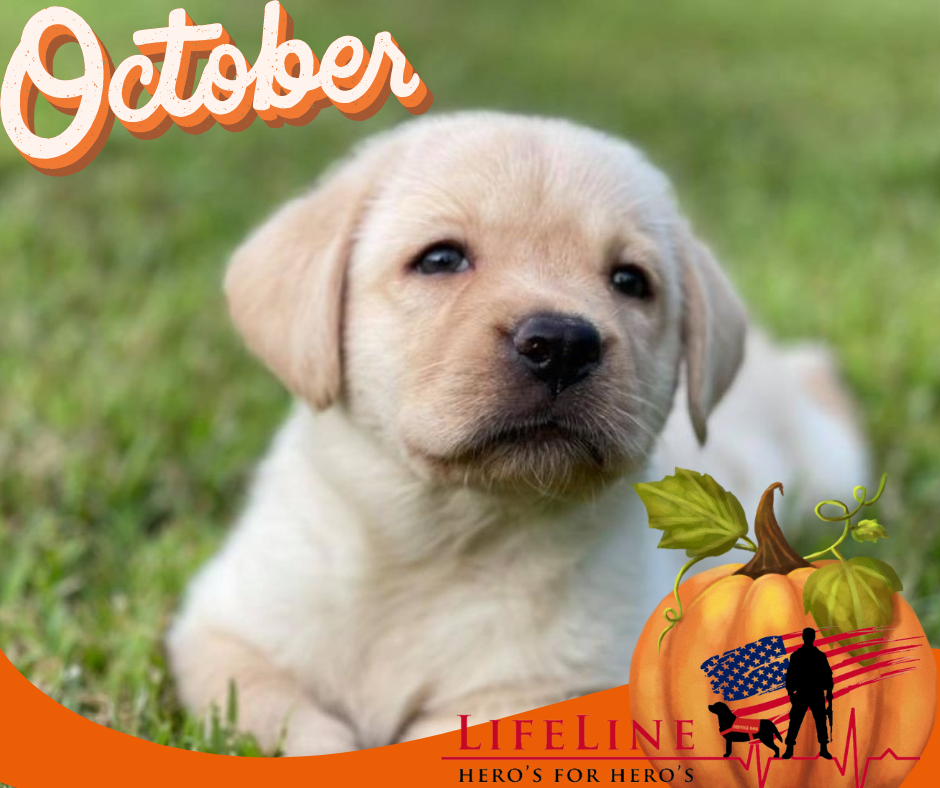 Campaign cover image for LifeLine’s Autumn Moon Fall Fundraiser