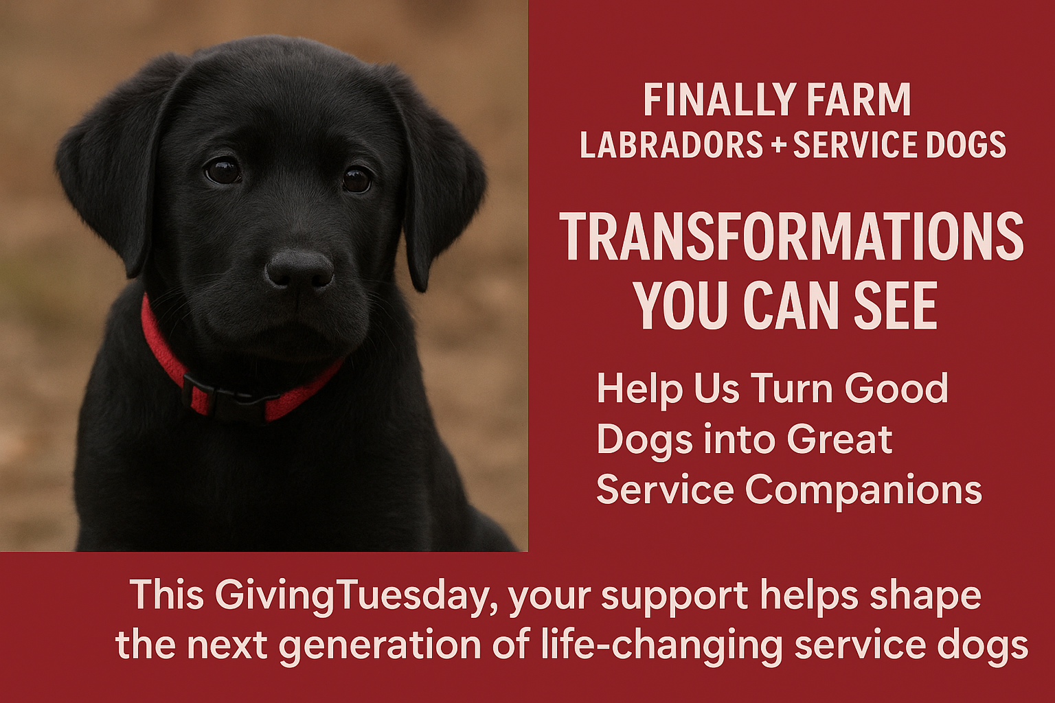 Campaign cover image for Give Hope a Helping Paw