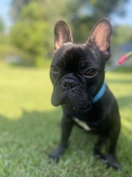 Campaign cover for Emergency Alert: Frenchie Cole Riley Needs Urgent Care!