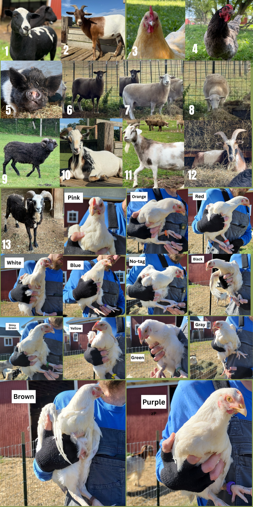 Campaign cover image for Name & Sponsor An Animal