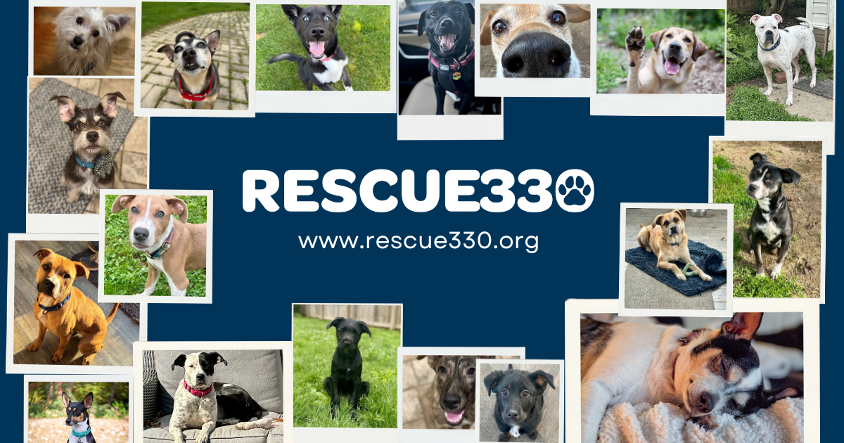 Campaign cover image for Rescue330 Pet Rescue