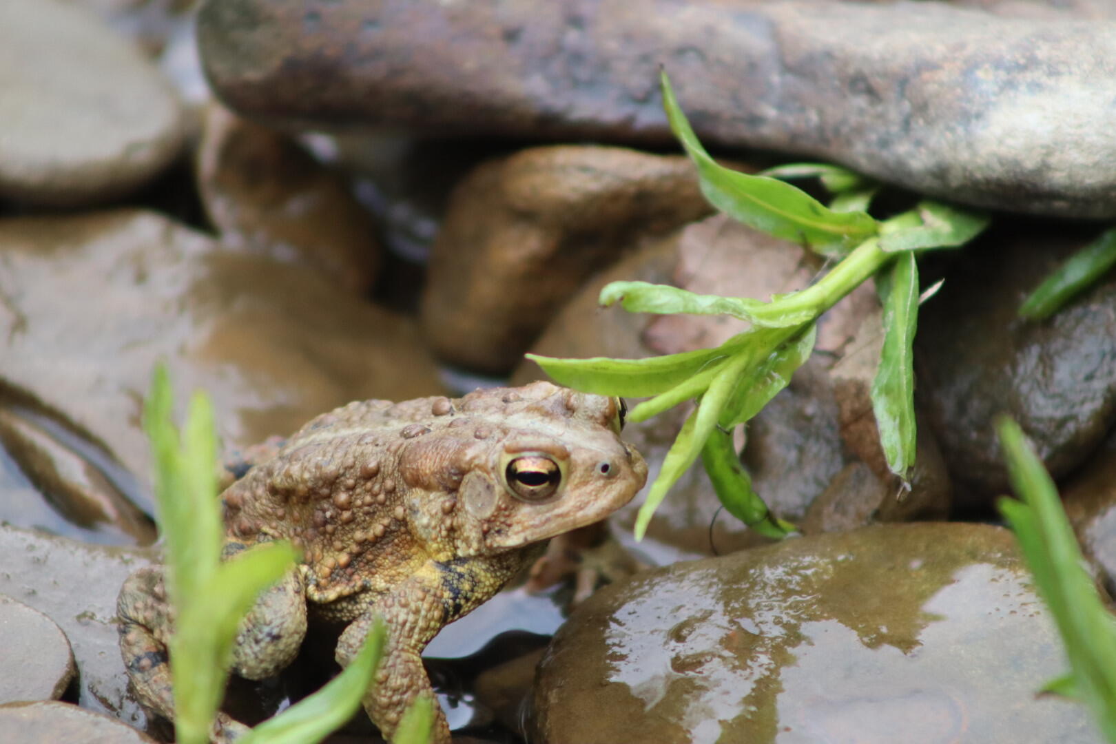 Campaign cover image for Summer Ecology Walk & Talk (rescheduled)