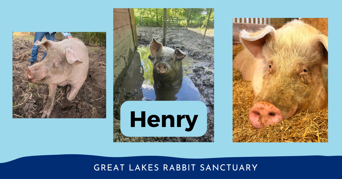 Campaign cover for Henry the Pig - Sponsor Henry's Care!
